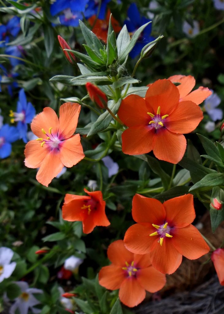 Anagallic Angie Orange, Pimpernel